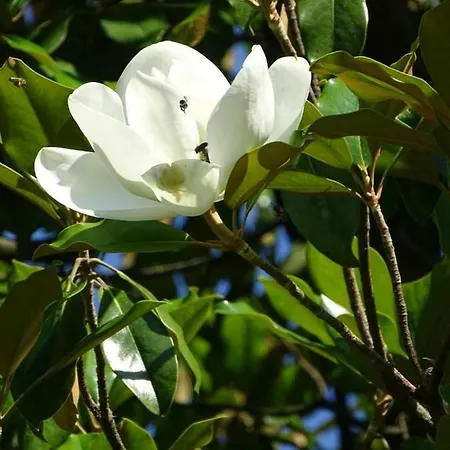 Astra * サンダンスキ