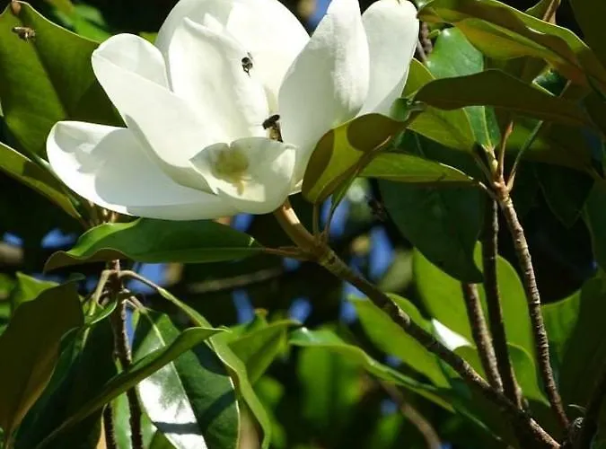 Astra * Сандански